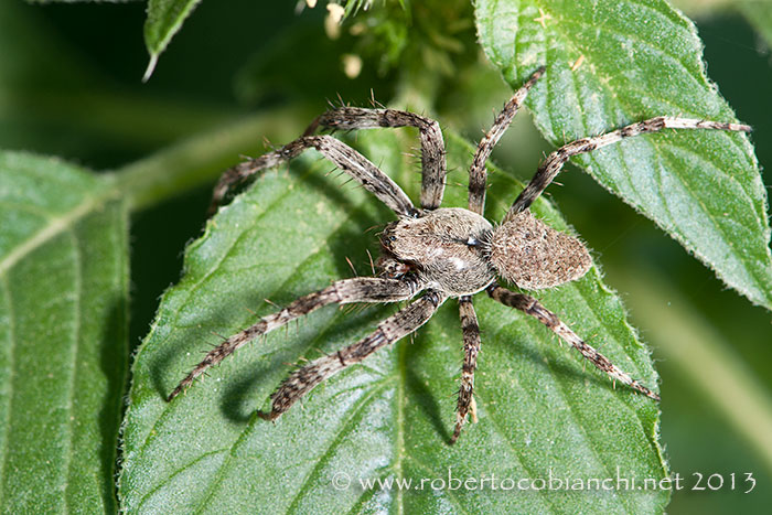 Araneus cf. angulatus - Bologna (BO)